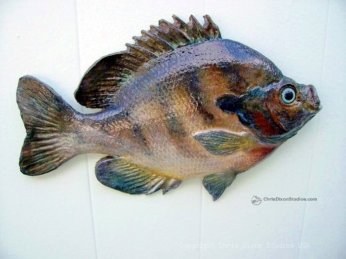 Copy Of 17 5 Bluegill Sunfish2